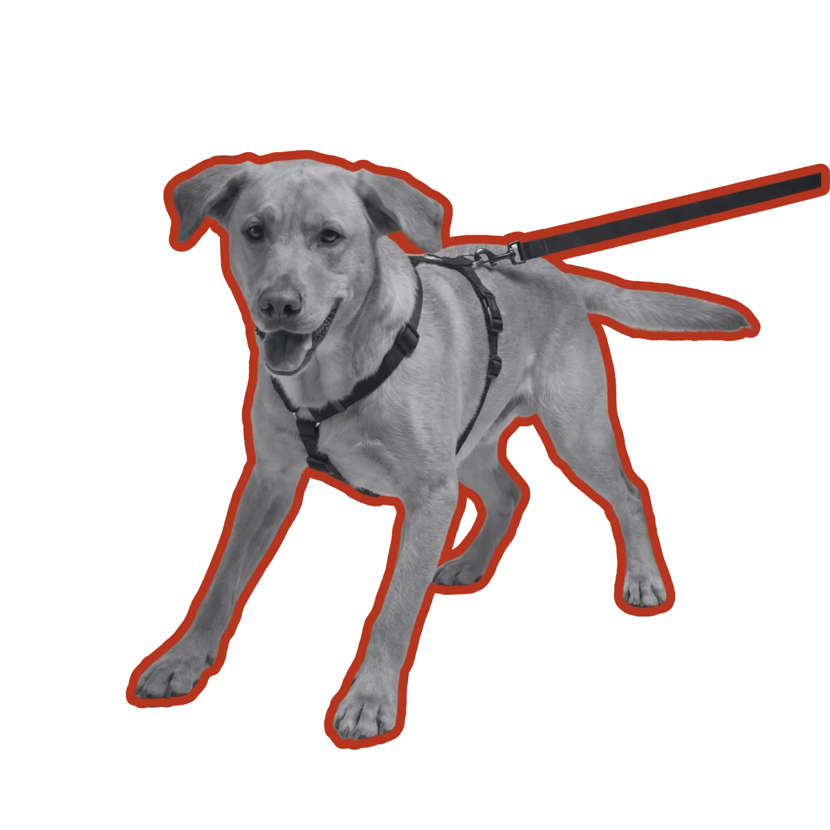Hund zieht stark an der Leine — Ausgangssituation