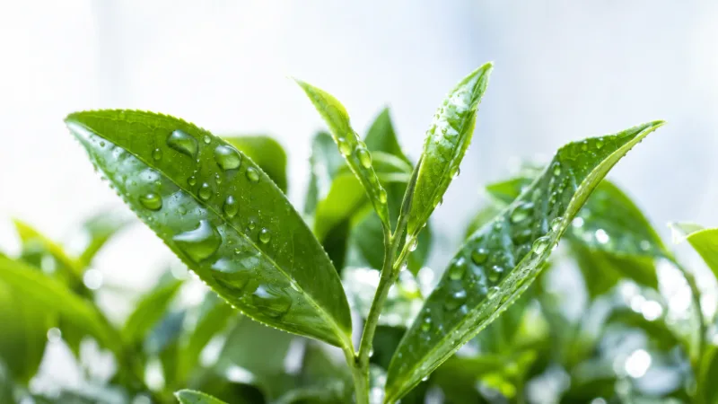 Frische grüne Teeblätter mit Wassertropfen