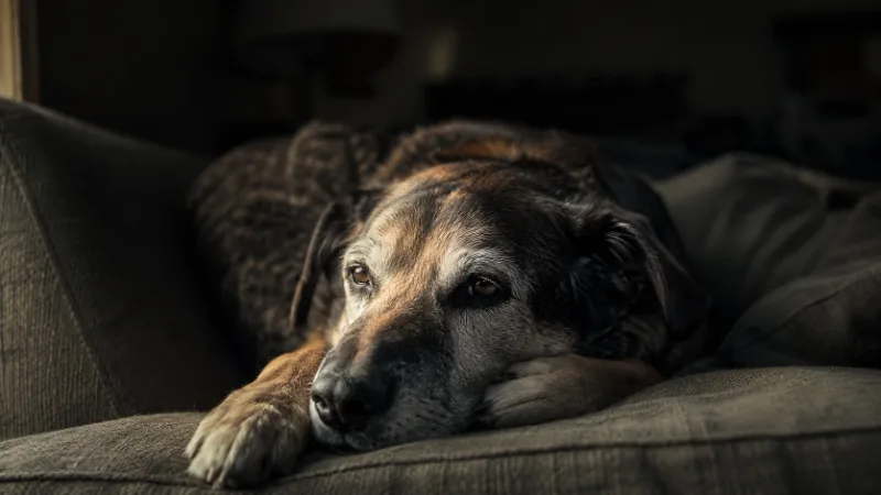 Ruhig liegender Senior-Hund