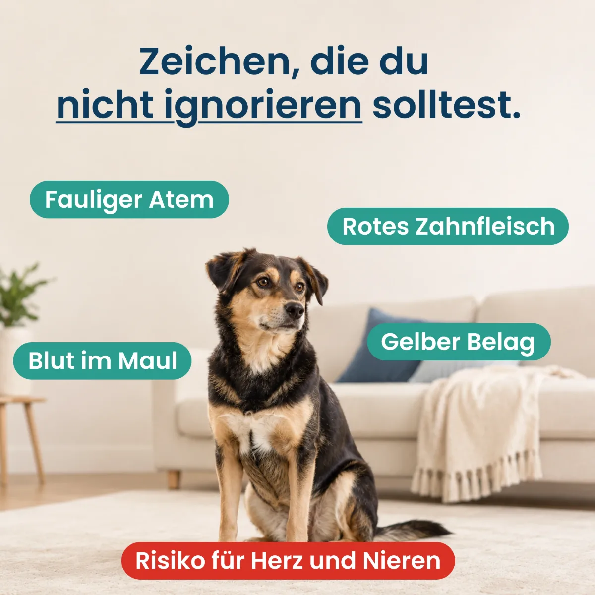 Collage: Tiereltern nutzen ZahnWisch mit Hunden und Katzen